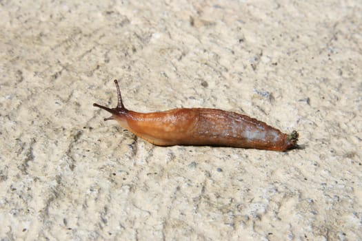 a slug slithering slowly on its way