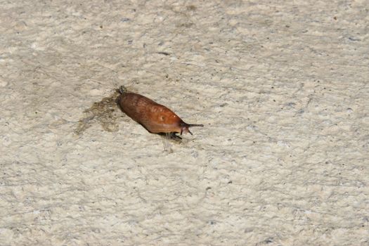 a slug slithering slowly on its way