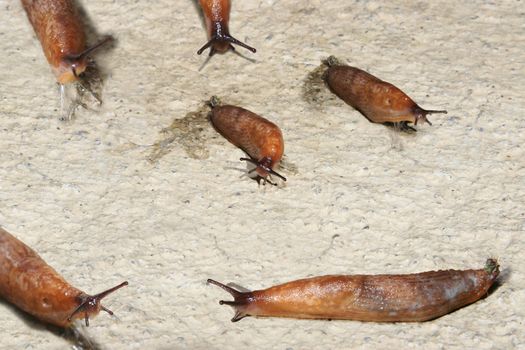 a slug party slithering slowly on its way