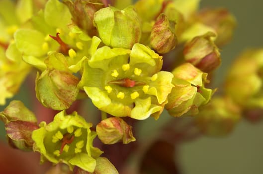 Macro image of the seldom-noticed maple flowers.
