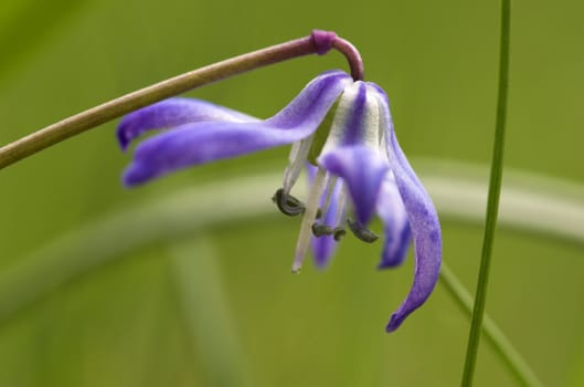 A side view of a blue garden flower in the minute details
