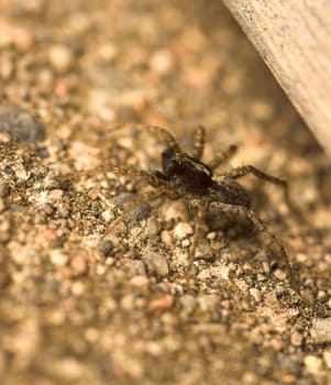 Even a small spider can seem intimidating, when met close up.
