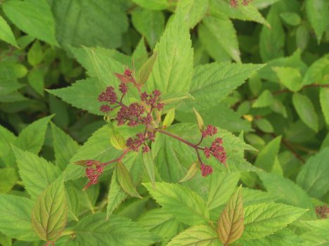 Close up of the red buds and fresh green leaves