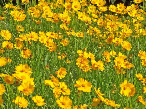 Close up of the orange and yellow marigolds.