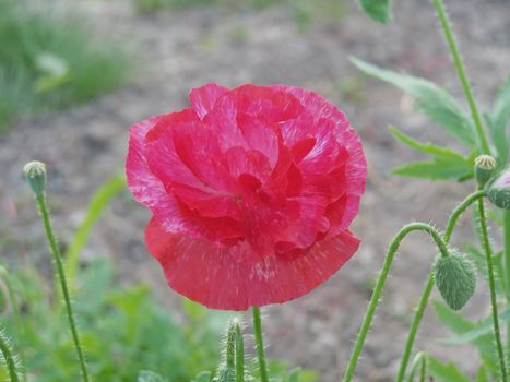 Close up of the pretty scarlet poppy.