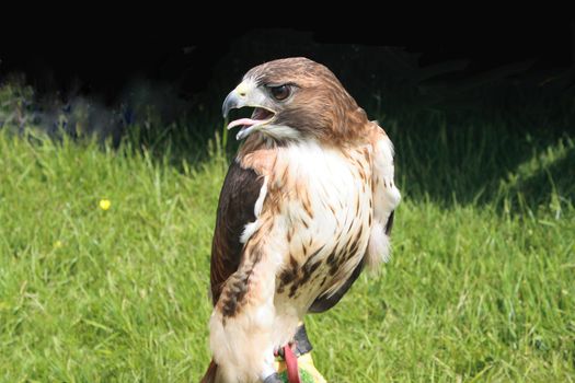 bird of prey sitting on perch in front of a grass background