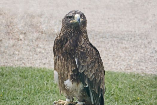 Bird of prey perched on the ground in front of grass / gravel background