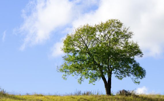 an isolated tree in a meadow