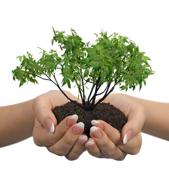 Female hands with soil and a plant. It is isolated on a white background