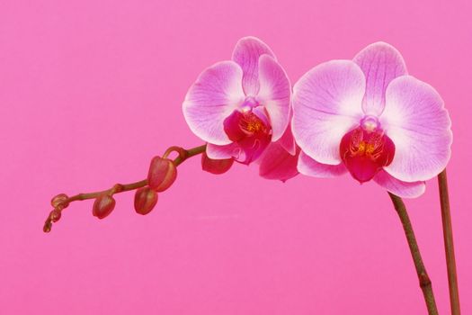 close-up of a pink orchid