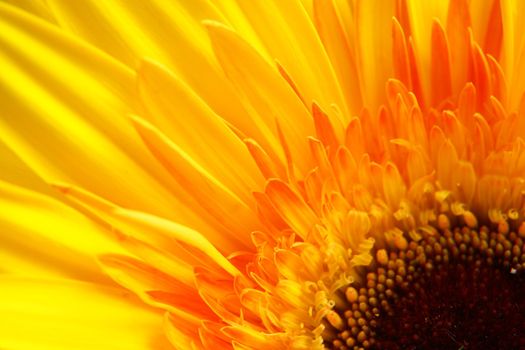 yellow gerbera close-up...........