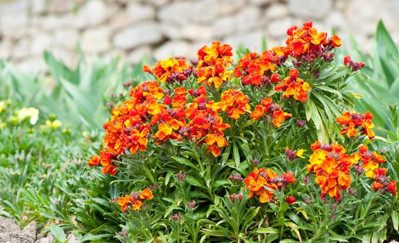 Bed dismissed flowers. The red color, the dim back background
