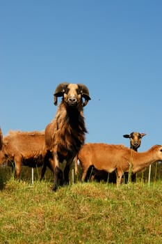 brown sheep on a hill