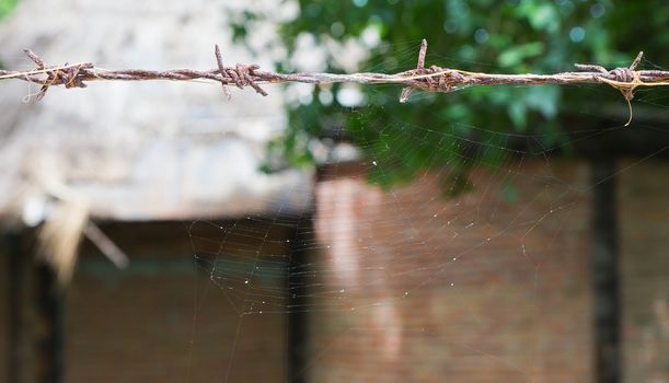 Cobweb on the fence of thorns.