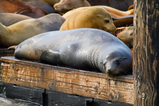 Sea Lions on the Barge at Pier 39 in San Francisco California