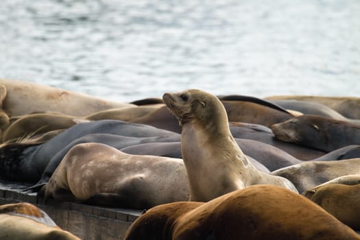 Sea Lions Sunning on Barge at Pier 39 in San Francisco California