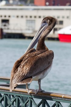 Pelican by the Pier in San Francisco Bay California