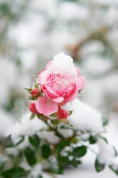 Close-up of a pink rose with snow