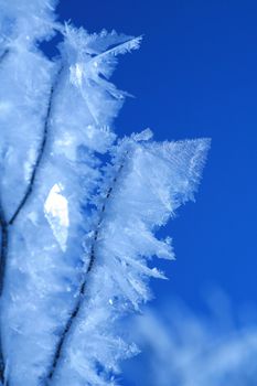 Ice on plant