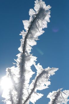 Ice on plant