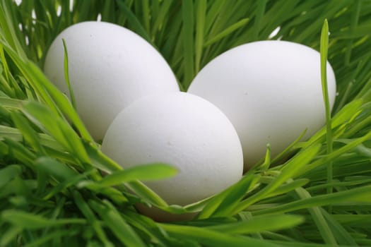 Close-up of three eggs on grass