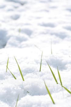 beautiful winter mood.grass looking through snow