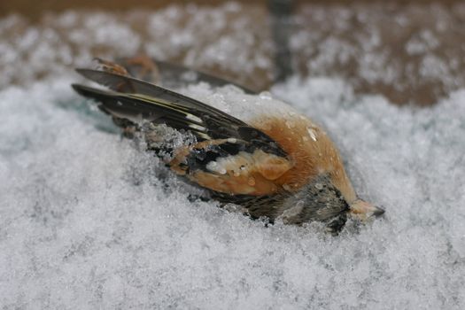 a dead bird lying in the snow..