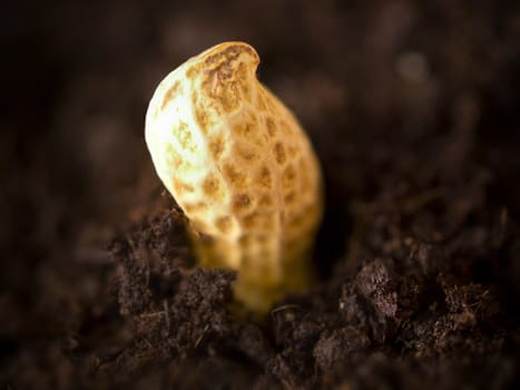 close up of growing peanuts
