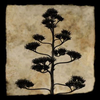 Agave americana century plant in bloom. Silhouette against textured background.
