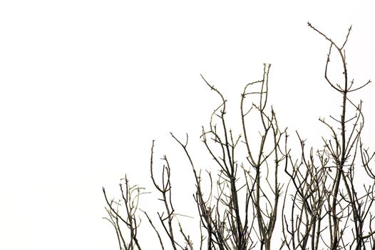 Leafless tree branches against a white background.