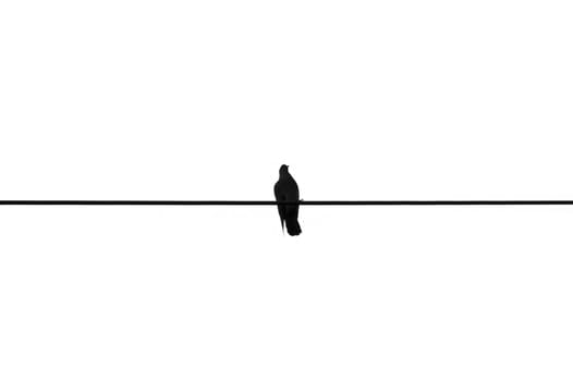 Bird resting on a wire. Black and white.