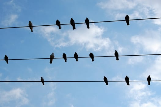Pigeon birds resting on a wire.