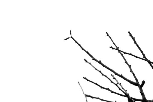 Abstract tree branches silhouette on white background.