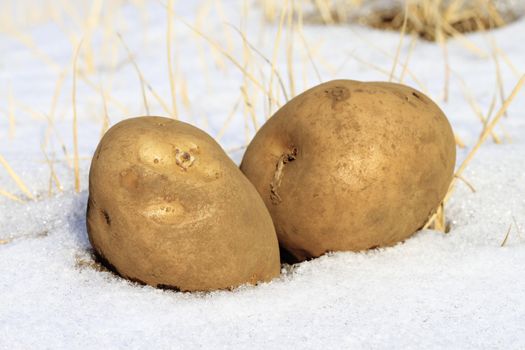 Cold  potato in snow concept for cold cash.