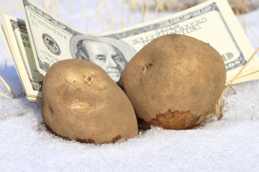 Cold cash and potato concept for frozen economy.