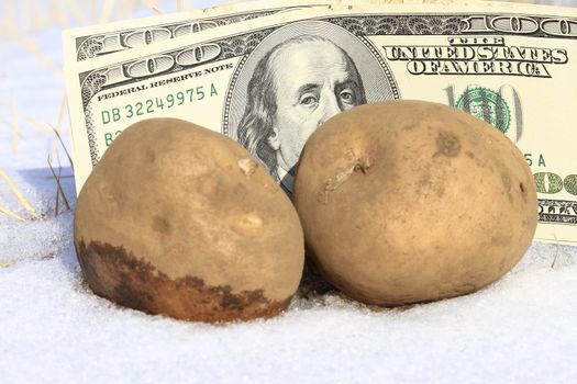 Cold cash concept- potato with snow and dollar background.