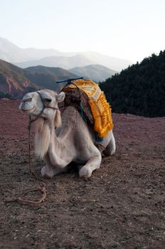 Marrakech - Morocco : Resting Camel Waiting For Tourists In The Atlas Mountains