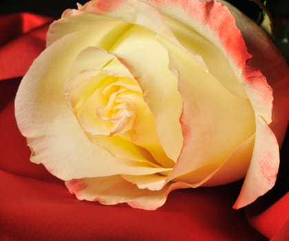 Rose on red silk. The detailed photo of a blossoming flower