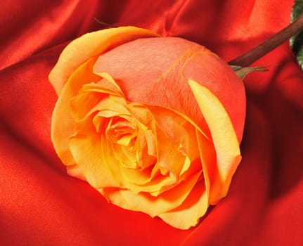 Rose on red silk. The detailed photo of a blossoming flower