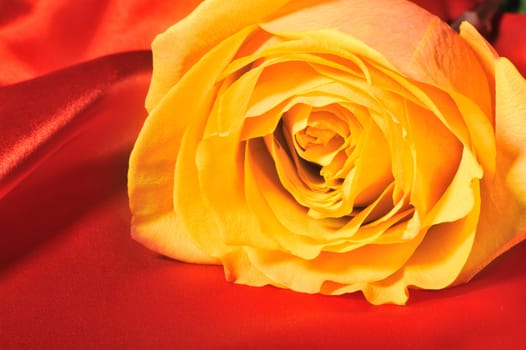 Rose on red silk. The detailed photo of a blossoming flower