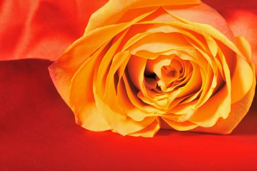 Rose on red silk. The detailed photo of a blossoming flower