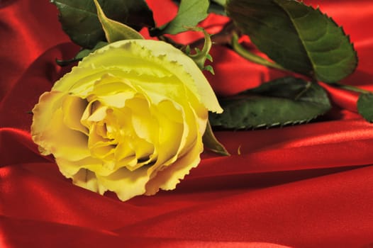 Rose on red silk. The detailed photo of a blossoming flower