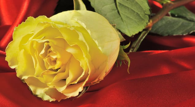 Rose on red silk. The detailed photo of a blossoming flower