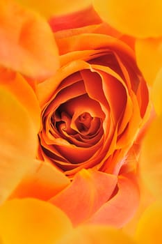 Rose background. The detailed image of a blossoming flower