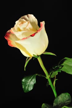 Rose on a black background. The detailed picture of a blossoming flower