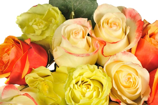 Rose background. The detailed image of a blossoming flower