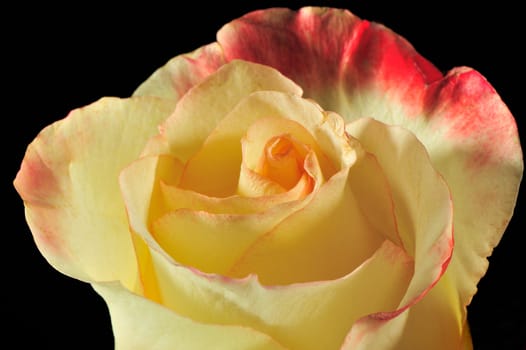 Rose on a black background. The detailed picture of a blossoming flower