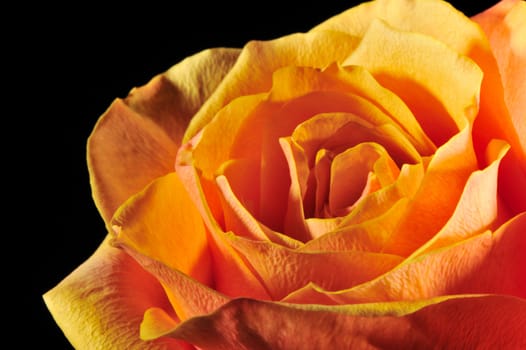 Rose on a black background. The detailed picture of a blossoming flower