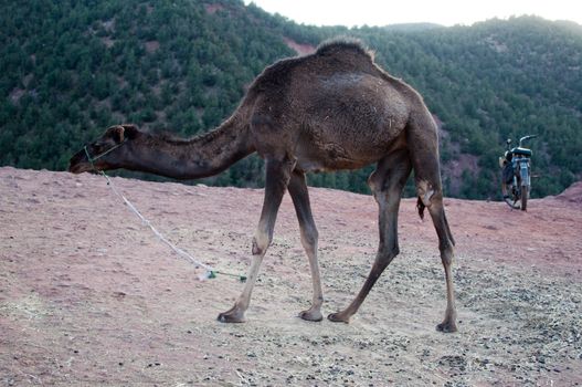 Marrakech - Morocco : Resting Camel Waiting For Tourists In The Atlas Mountains