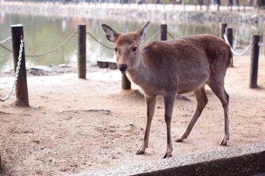 A standing deer in a Japanese autumn park 
